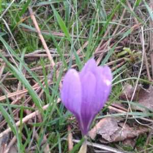 Photographie n°686190 du taxon Crocus vernus (L.) Hill [1765]