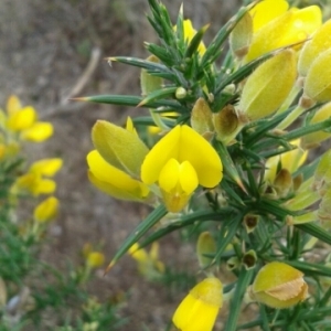 Photographie n°686191 du taxon Ulex europaeus L. [1753]