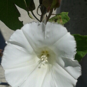 Photographie n°686211 du taxon Convolvulus sepium L. [1753]