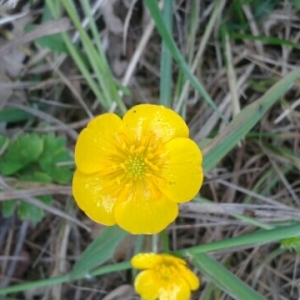 Photographie n°686212 du taxon Ranunculus repens L. [1753]