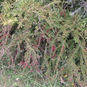 Photographie n°686254 du taxon Cotoneaster horizontalis Decne. [1879]