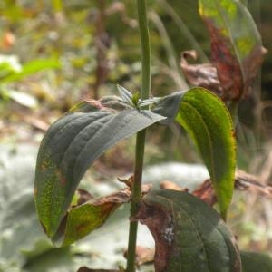Photographie n°686290 du taxon Hypericum montanum L. [1755]