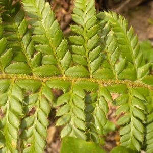 Photographie n°686292 du taxon Polystichum aculeatum (L.) Roth [1799]