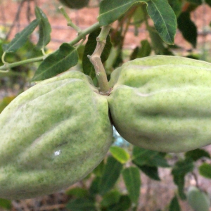 Photographie n°686350 du taxon Araujia sericifera Brot. [1818]