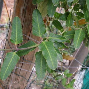 Photographie n°686356 du taxon Araujia sericifera Brot. [1818]