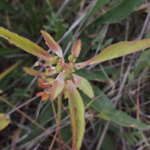 Photographie n°686369 du taxon Euphorbia davidii R.Subils [1984]