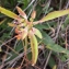  Liliane Roubaudi - Euphorbia davidii R.Subils [1984]
