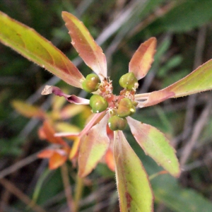 Photographie n°686371 du taxon Euphorbia davidii R.Subils [1984]