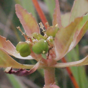 Photographie n°686374 du taxon Euphorbia davidii R.Subils [1984]