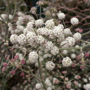 Photographie n°686423 du taxon Seseli tortuosum L. [1753]