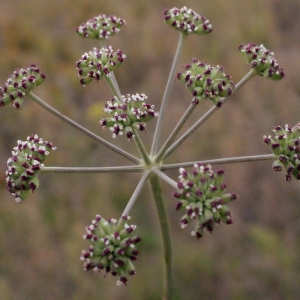 Photographie n°686425 du taxon Seseli tortuosum L. [1753]