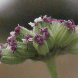 Photographie n°686430 du taxon Seseli tortuosum L. [1753]