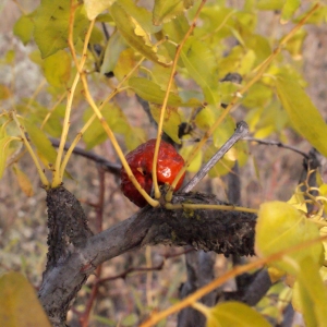 Photographie n°686460 du taxon Ziziphus jujuba Mill. [1768]