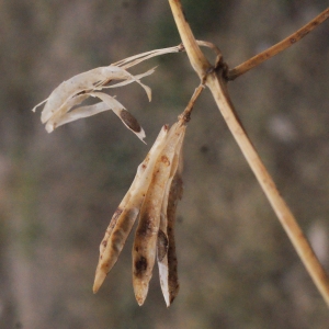 Photographie n°686474 du taxon Zygophyllum fabago L. [1753]