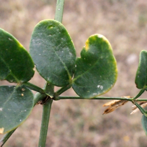 Photographie n°686481 du taxon Zygophyllum fabago L. [1753]