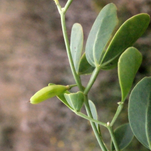 Photographie n°686485 du taxon Zygophyllum fabago L. [1753]