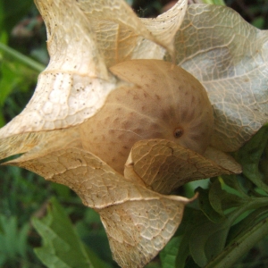 Photographie n°686510 du taxon Nicandra physalodes (L.) Gaertn. [1791]