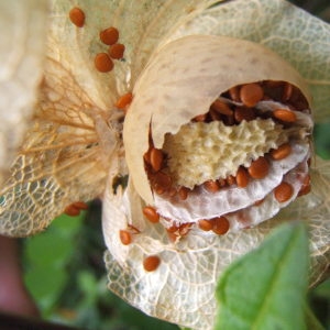 Photographie n°686511 du taxon Nicandra physalodes (L.) Gaertn. [1791]