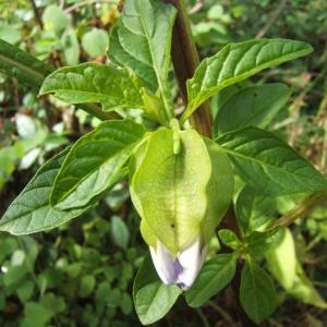 Photographie n°686513 du taxon Nicandra physalodes (L.) Gaertn. [1791]