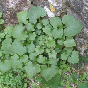 Photographie n°686596 du taxon Lactuca muralis (L.) Gaertn. [1791]