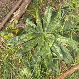 Photographie n°686597 du taxon Echium vulgare L. [1753]