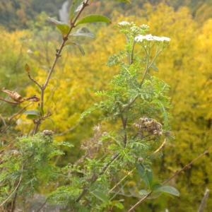 Photographie n°686613 du taxon Achillea nobilis L. [1753]