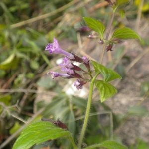 Photographie n°686627 du taxon Clinopodium nepeta subsp. sylvaticum (Bromf.) Peruzzi & F.Conti [2008]