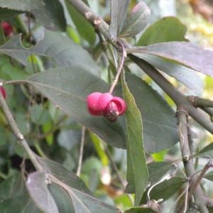 Photographie n°686629 du taxon Euonymus europaeus L. [1753]