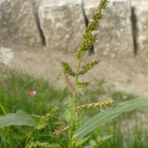 Photographie n°686639 du taxon Echinochloa crus-galli (L.) P.Beauv. [1812]