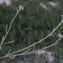  Liliane Roubaudi - Cakile maritima subsp. aegyptiaca (Willd.) Nyman [1878]