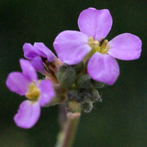  - Cakile maritima subsp. aegyptiaca (Willd.) Nyman [1878]