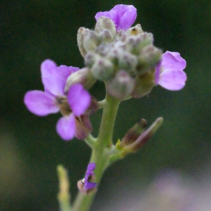 Cakile maritima Scop. subsp. maritima (Cakilier maritime)