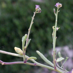  - Cakile maritima subsp. aegyptiaca (Willd.) Nyman [1878]