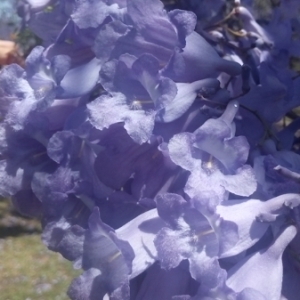 Photographie n°686692 du taxon Jacaranda mimosifolia D.Don [1822]