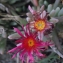  Liliane Roubaudi - Malephora crocea (Jacq.) Schwantes [1928]