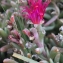  Liliane Roubaudi - Malephora crocea (Jacq.) Schwantes [1928]