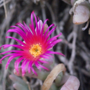 Malephora crocea (Jacq.) Schwantes