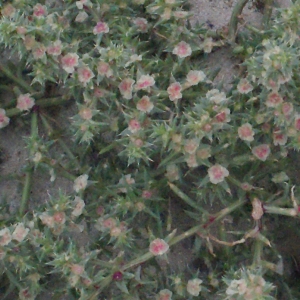 Photographie n°686718 du taxon Salsola kali L. [1753]