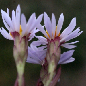 Photographie n°686725 du taxon Aster tripolium L. [1753]