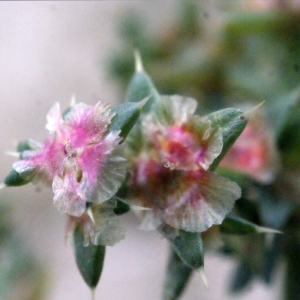 Photographie n°686730 du taxon Salsola kali L. [1753]