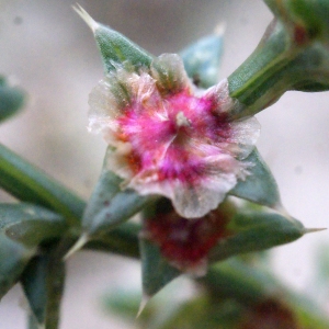 Photographie n°686731 du taxon Salsola kali L. [1753]