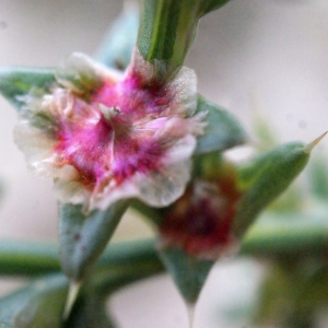 Photographie n°686734 du taxon Salsola kali L. [1753]