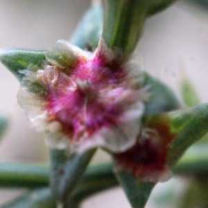 Photographie n°686735 du taxon Salsola kali L. [1753]
