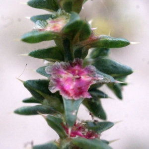 Photographie n°686738 du taxon Salsola kali L. [1753]