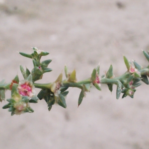 Photographie n°686739 du taxon Salsola kali L. [1753]