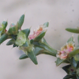 Photographie n°686740 du taxon Salsola kali L. [1753]