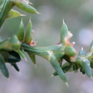 Photographie n°686742 du taxon Salsola kali L. [1753]
