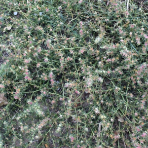 Photographie n°686744 du taxon Salsola kali L. [1753]