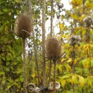 Photographie n°686828 du taxon Dipsacus fullonum L. [1753]