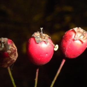 Photographie n°686837 du taxon Crataegus laevigata (Poir.) DC. [1825]